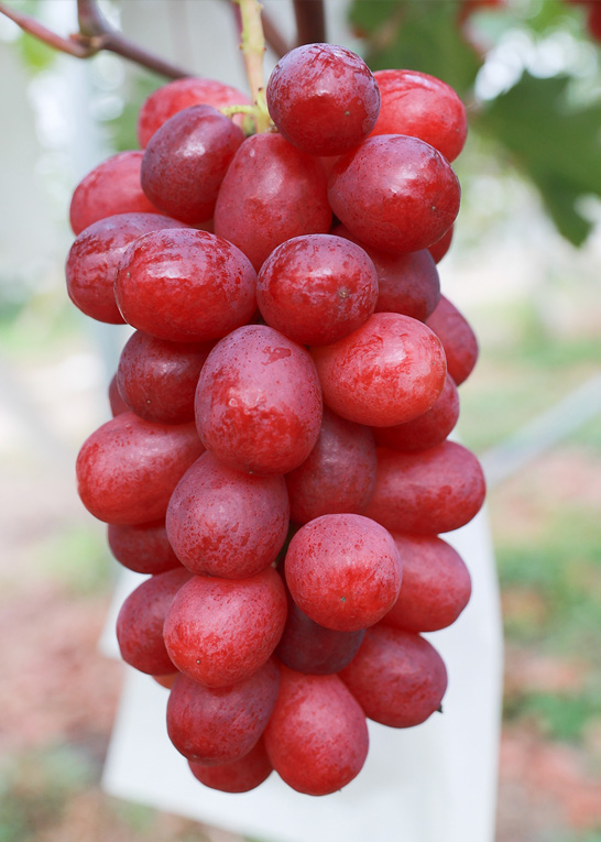 SHENYUAN057D