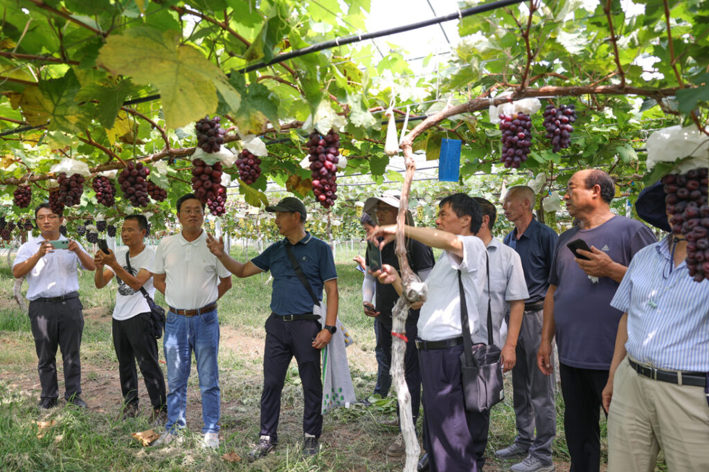 Shenyuan Hosts New Grape Varieties Exhibition & Exchange Conference
