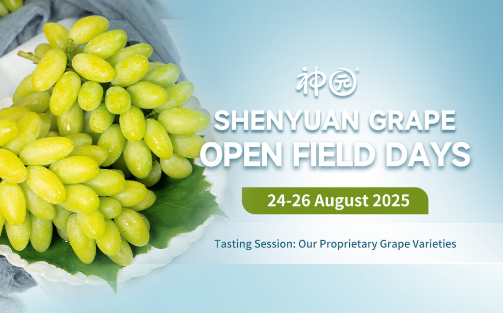 China to Debut Next-Generation Grapes