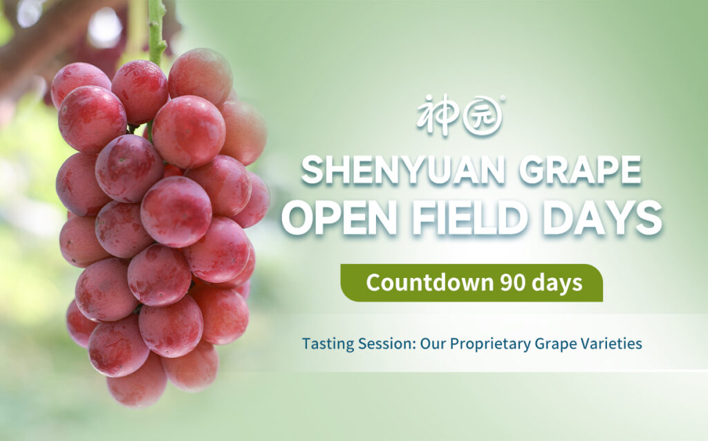 Three-month Countdown to Inaugural Open Field Days by Shenyuan Grape