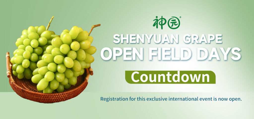 Register now: Shenyuan Grape’s 2026 International Open Field Day