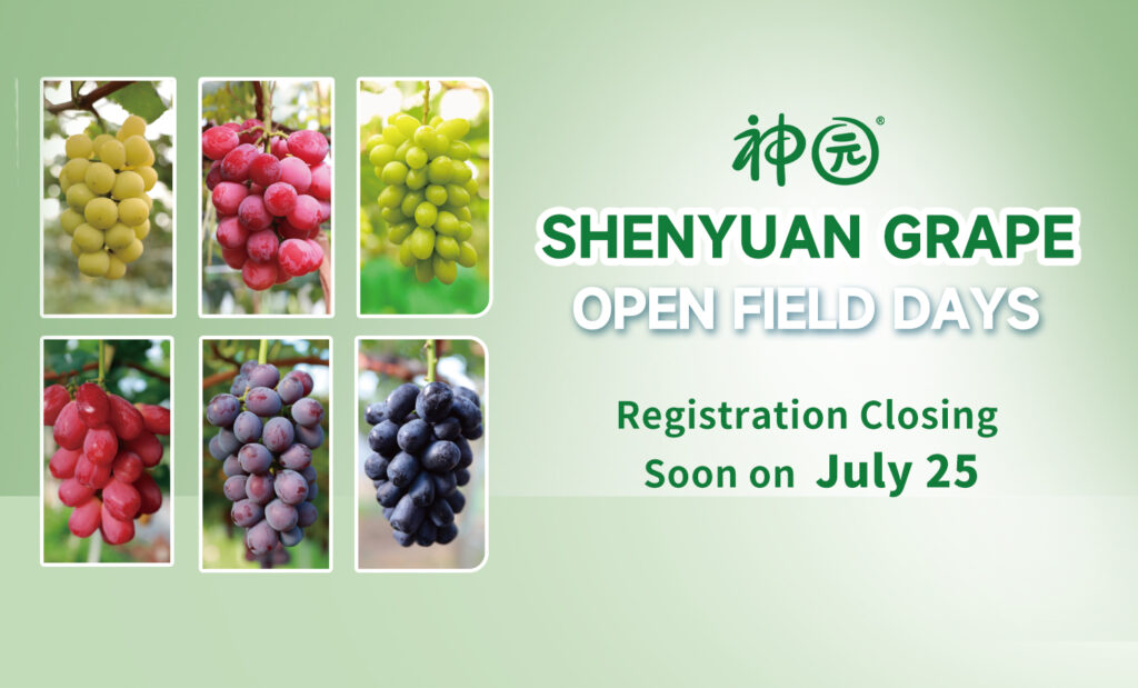 Registration Closing Soon on July 25 | Shenyuan Grape Second International Open Field Day
